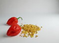 Habanero red seeds