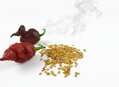 Carolina Reaper Chocolate seeds