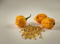 Trinidad Scorpion yellow seeds