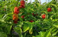 Brown Bhutlah Seeds