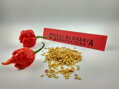 Carolina Reaper red seeds