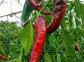 Cayenne seeds