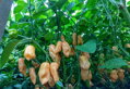 Habanero Yellow seeds