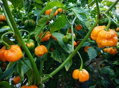 Trinidad Scorpion yellow seeds