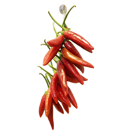Chilli Garlanda - bundle of 24x Bird's eye peppers 15cm