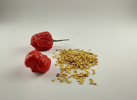 Trinidad Scorpion Red seeds