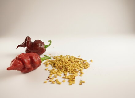 Trinidad Scorpion Chocolate seeds