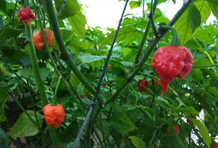 Carolina Reaper red  - priesada