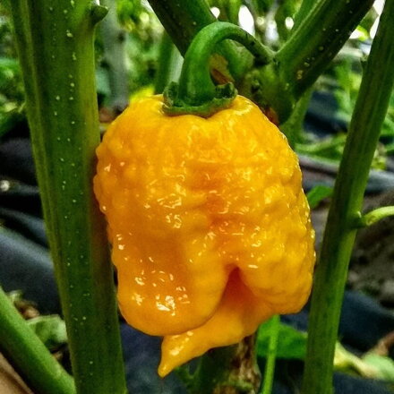 Carolina Reaper yellow  - priesada 