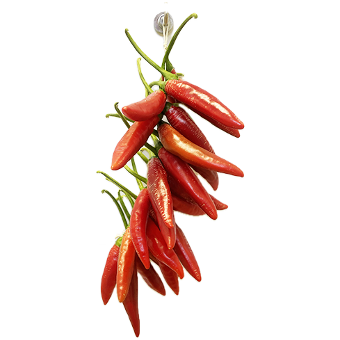 Chilli Garlanda - bundle of 24x Bird's eye peppers 15cm Chilli Garlanda - bundle of 24x Bird's eye peppers 15cm