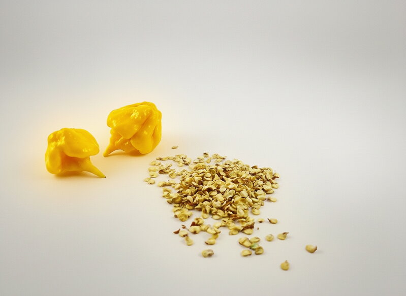 Carolina Reaper Yellow seeds