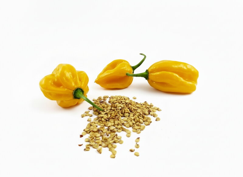 Habanero Yellow seeds