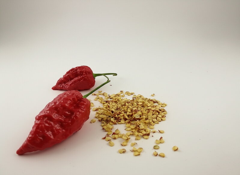 Naga Morich red seeds