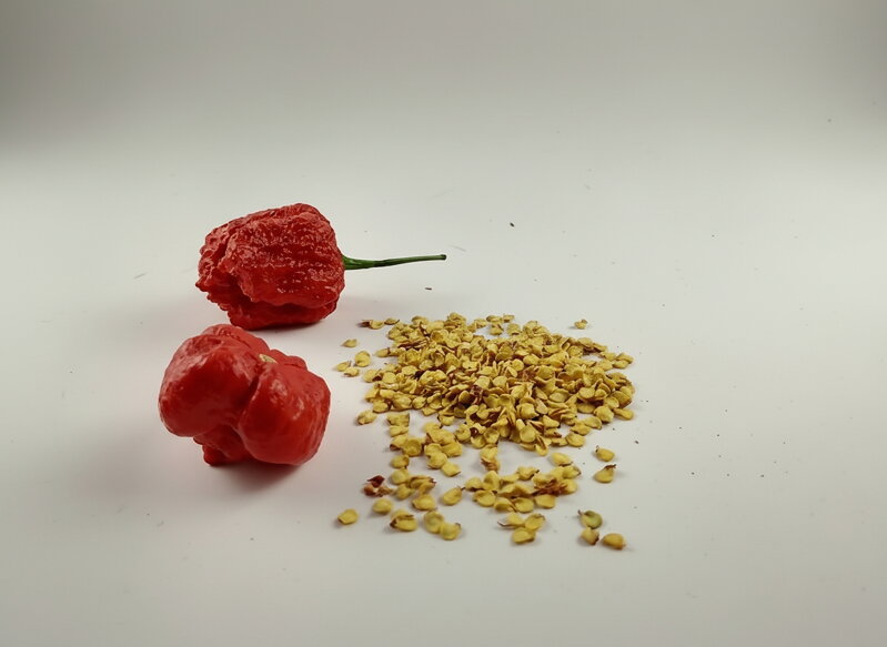 Trinidad Scorpion Red seeds